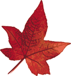 red-maple-leaf-150
